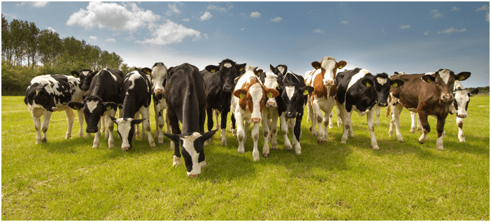 Deze afbeelding heeft een leeg alt atribuut; de bestandsnaam is afbeelding-1.png